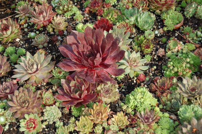 Sempervivum Dachwurz Hauswurz